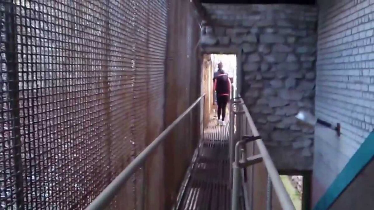 Vanglaelu puhastustuli