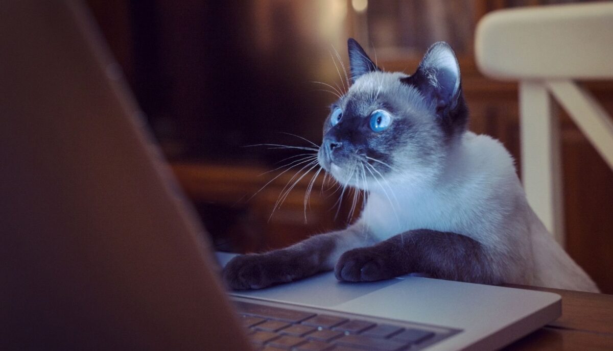 Instagrammitav elu. Vaatamine ja näitamine võrgustatud maailmas