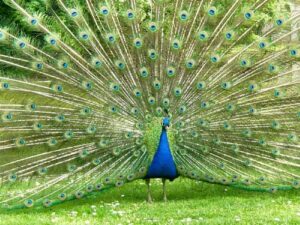 Raiskamise bioloogia