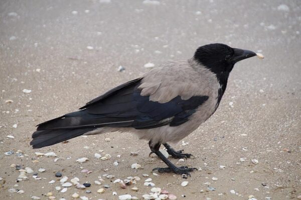 *kaks rida kutsumata tundeid… jt luuletusi