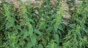 Asfalt ja kõrvenõges jt palad