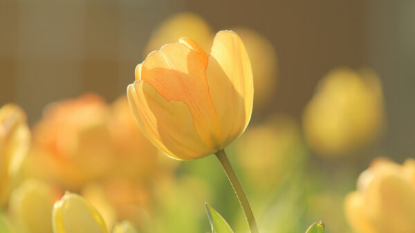 pannkoogipalatalisatsioon jt luuletusi