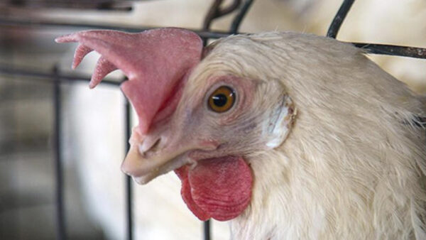 Kas puurikeeld viib loomade vabastamiseni?